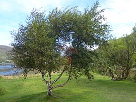 Betula pubescens Eilean Donan.jpg