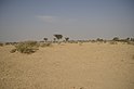 Bikaner jorbeed carcass dump habitat JEG4976.jpg