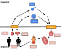 Biological Life Cycle of Humans.svg