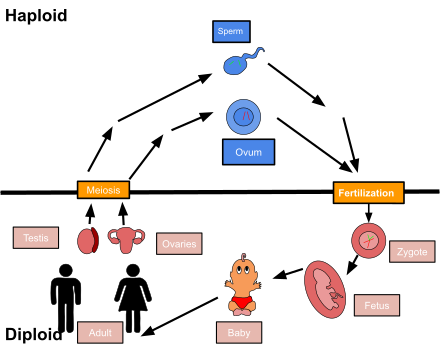This model of the biological life cycle of a human shows the basic processes involved and the order that they are in.