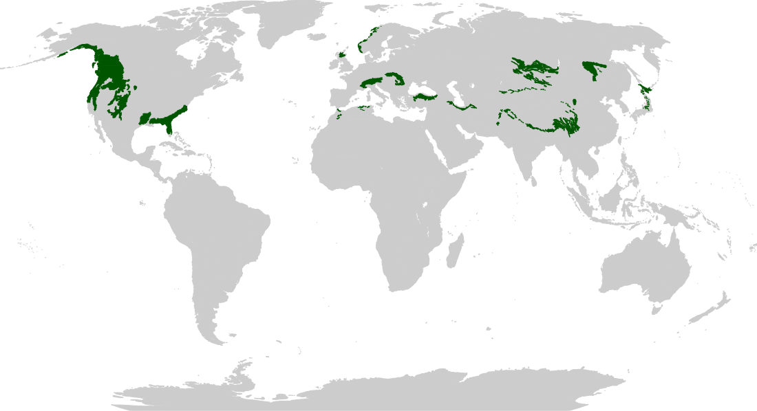 Temperate coniferous forest