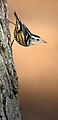 * Nomination Black-and-white Warbler (Mniotilta varia) in Prospect Park, Brooklyn (by User:Circc) --Rhododendrites 21:11, 24 December 2022 (UTC) * Promotion  Support Good quality. --SHB2000 22:03, 24 December 2022 (UTC)