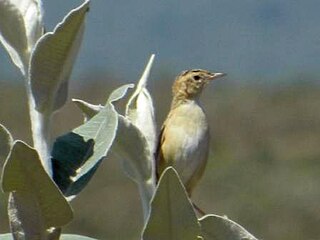 <span class="mw-page-title-main">Black-backed cisticola</span> Species of bird