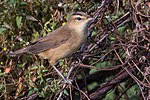 Thumbnail for Black-browed reed warbler