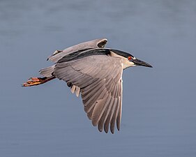 Vogel Kwak: Kenmerken, Leefwijze, Voortplanting