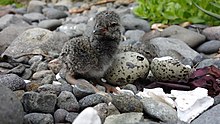 Chick on Aiktak Island, Alaska Black Oystercatcher Chick on Aiktak by Mikaela Howie USFWS.jpg