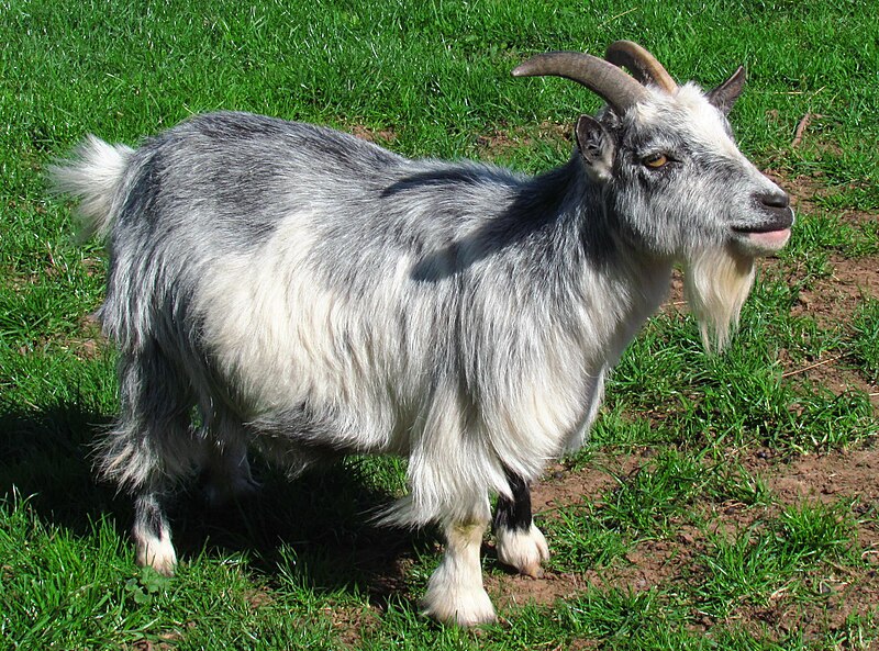 File:Black and white adult Pygmy Goat.jpg