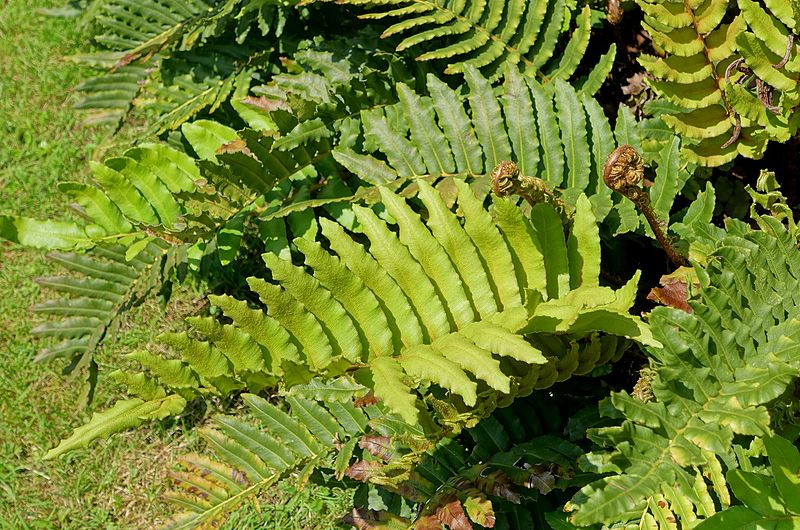 File:Blechnum cordatum (Blechnum chilense) - Savill Garden - Windsor Great Park, England - DSC06256.jpg