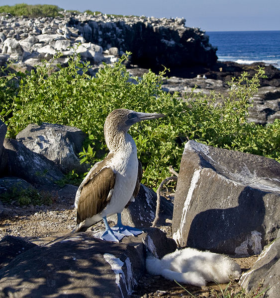 File:Blue-Footed Booby with offspring.jpg