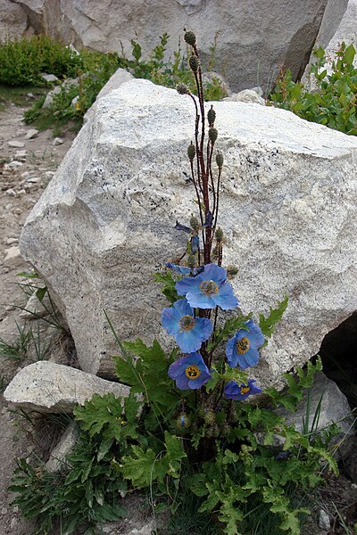 File:BluePoppy.jpg