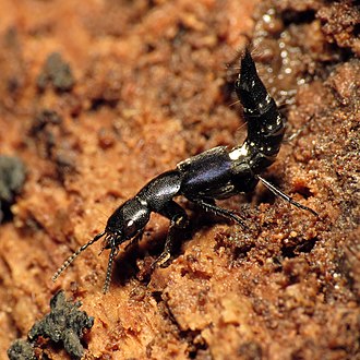 Platydracus violaceus Blue Platydracus - Flickr - treegrow.jpg