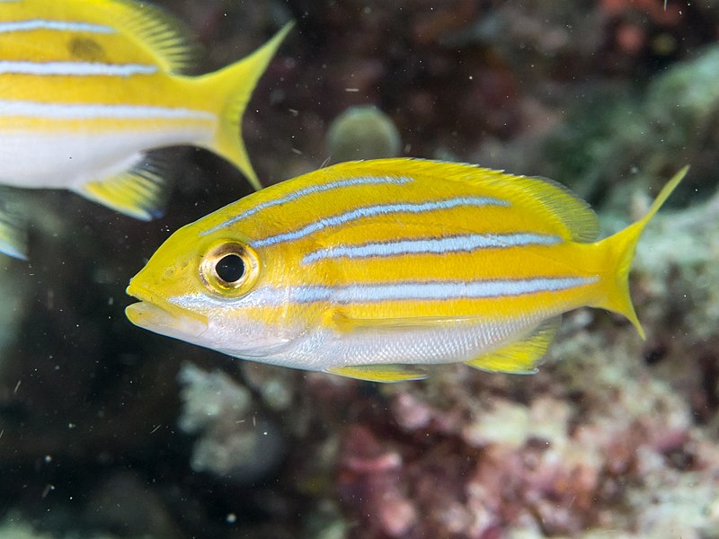 File:Bluestripe snapper (Lutjanus kasmira) (28821551067).jpg