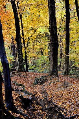 Illustrativt billede af Bois de la Bâtie-artiklen