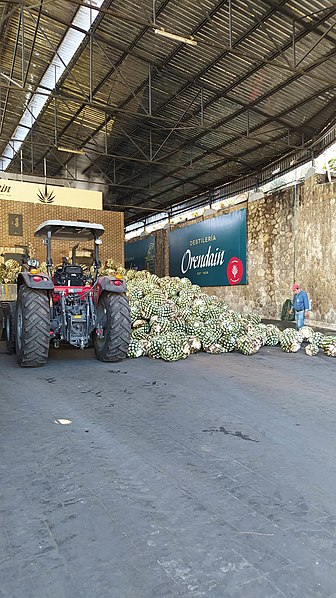 File:Bola de agave dentro de La Mexicana, Destilería Orendain en Tequila, Jalisco.jpg