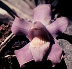 Bollea violacea - fl 4.jpg