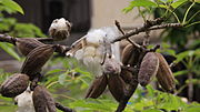 Asiatischer Kapokbaum: Beschreibung, Verbreitung, Systematik