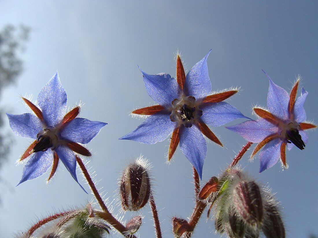 Borage