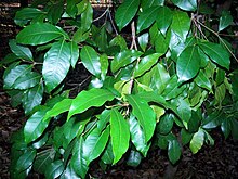 Foliage in Coffs Harbour Botanical Garden Bosistoa transversa Coffs.jpg