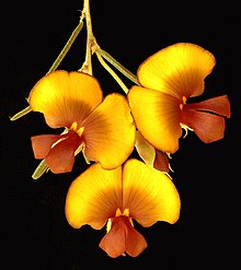 Bossiaea eriocarpa - Flickr - Кевин Тиле.jpg