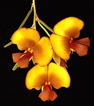 <i>Bossiaea eriocarpa</i> Species of legume