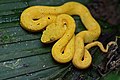 Yellow individual in La Selva Biological Station