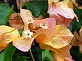 Bougainvillea3.jpg