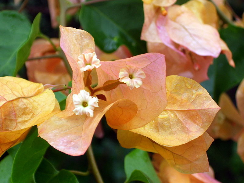 File:Bougainvillea3.jpg