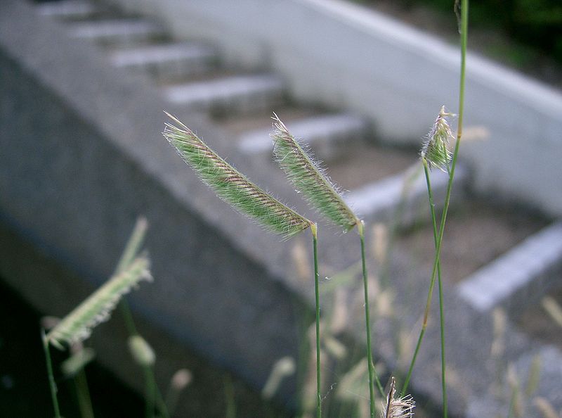 File:Bouteloua gracilis1.jpg