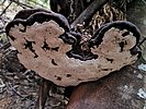Bracket fungus found in Columba Falls, Pyengana Tasmania