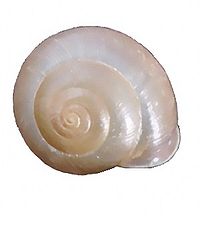 A shell of Bradybaena similaris Bradybaena similaris shell.jpg