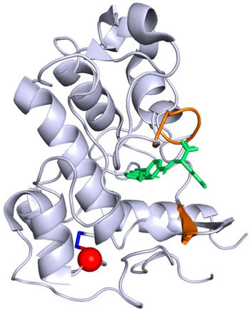 Crystallographic structure of FRa protein. The folate is in green, the folate binding site is colored in orange. A Cys66Tyr substitution position induced by a pathogenic variant is represented in red while the disulfide bond between Cys66 and Cys109 is in dark blue. Figure from Mafi et al., 2020 Brainsci-10-00762-g004-550.png