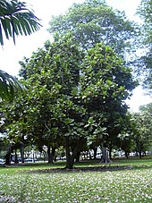 albero del pane