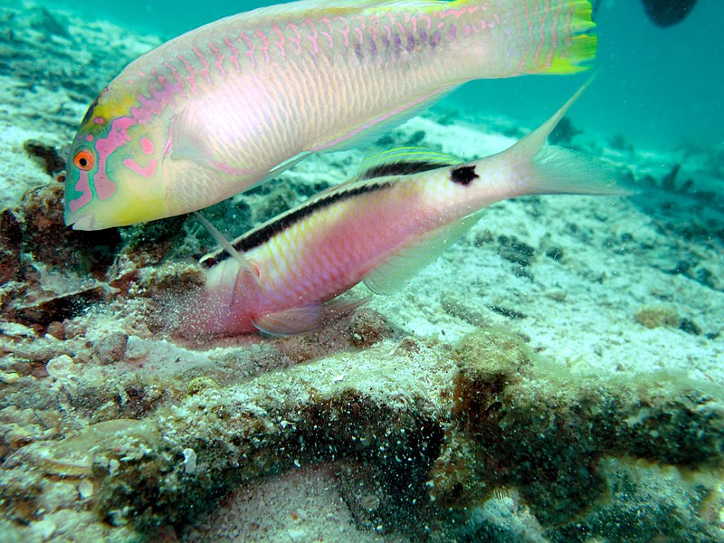 File:Brilliant Parrotfish (5391101324).jpg