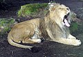 Asiatic lion at Bristol Zoo, England