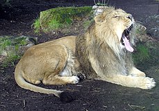 Bristol.zoo.lion.yawns.arp.jpg