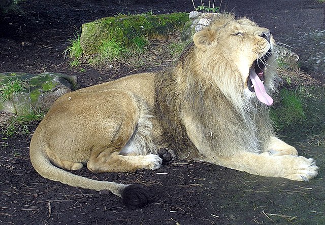 Panthera leo persica - Wikipedia, la enciclopedia libre