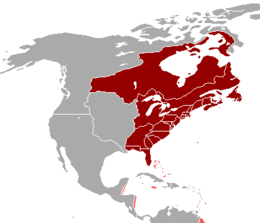 America britannica - Localizzazione