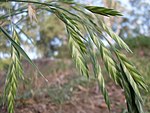 Bromus catharticus (3152894542).jpg