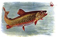 Brook trout chasing an artificial fly from American Fishes (1903) BrookTroutAmericanFishes.JPG