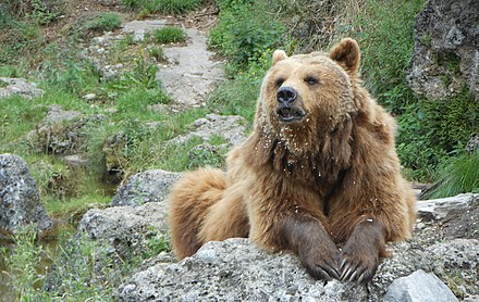 Under bear. Солнечный медведь фото. Скромный бурый медведь. Медведь в магазине. Серьга бурый медведь.