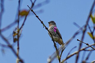 <span class="mw-page-title-main">Buff-throated purpletuft</span> Species of bird