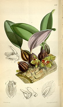 Bulbophyllum dayanum (Bolbophyllum dayanum деп жазылған) - Кертис 100 (Сер. 3 № 30) пл. 6119 (1874) .jpg