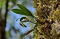 Bulbophyllum scabratum