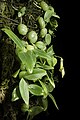 Bulbophyllum physometrum