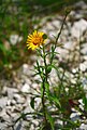 Buphthalmum salicifolium