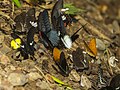 Papillons de Kaeng Krachan