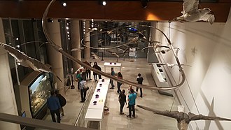 Museum interior By ovedc - Steinhardt Museum of Natural History - 12.jpg