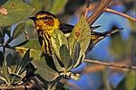 Thumbnail for File:CAPE MAY WARBLER.jpg