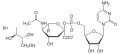 Deutsch: Struktur von CMP-N-Acetyl-neuraminat (CMP-NANA) English: Structure of CMP-N-acetyl-neuraminate (CMP-NANA)