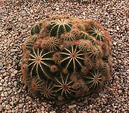 Parodia magnifica